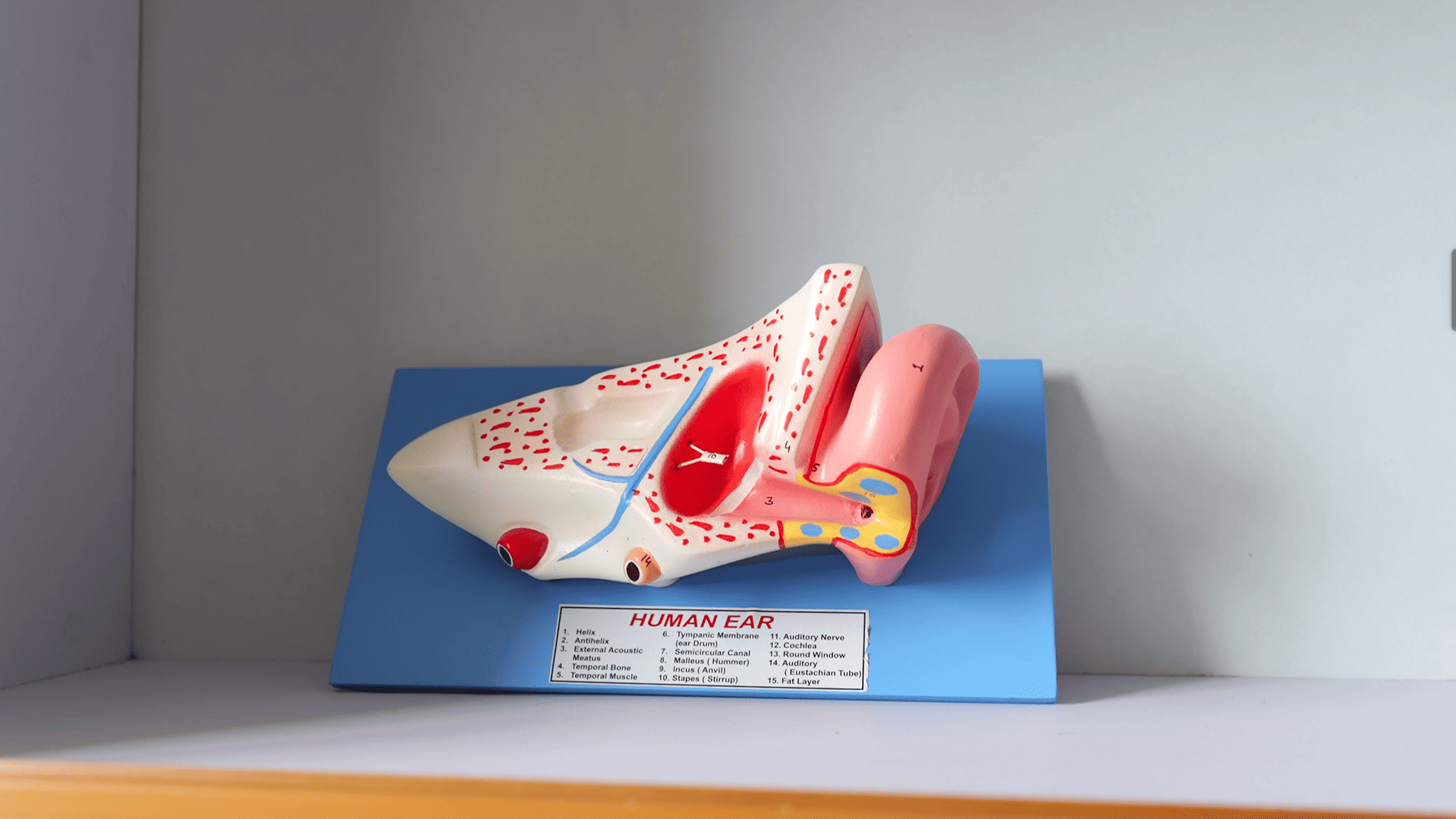 Pragjyotishpur University Guwahati Museum photo 12